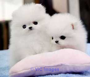 Priceless Pomeranian Puppies ready for new homes
