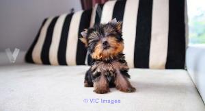 Yorkshire terrier