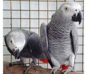 AMAZING HAND FED AFRICAN GREYS FOR REHOMING