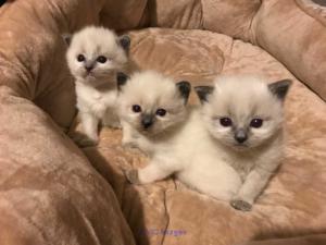 Ragdoll Kittens  with all health papers