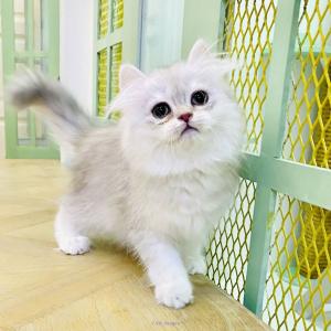 Adorable munchkins kikens and munchkins cat for sale