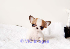 Chihuahua Puppy