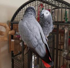 tame and healthy african grey parrots For sale