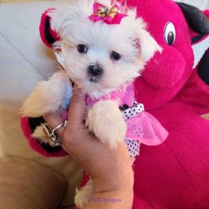 Cute maltese puppies ready for new owners