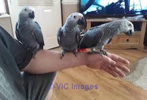 Cute And Talking African Grey Parrots For Sale