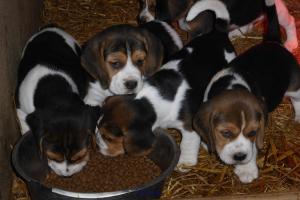 Type Vente Animal de moins de 8 semaines