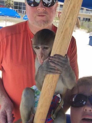 LOVELY BABY MONKEY RHESUS MACAQUE FOR REHOMING !!!!!!!!!!