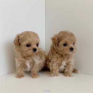 MALTIPOO MALE AND FEMALE PUPPIES FOR ADOPTION