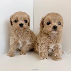 cute male an female maltipoo puppies for for adoption