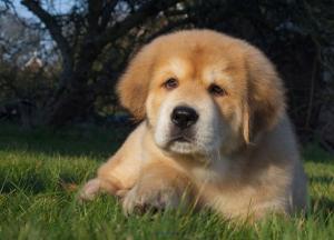 Tibetan mastiff puppies available for adoption