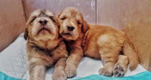 adorable Tibetan mastiff puppies both male an female available for ado