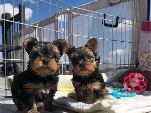 Yorkshire Terrier Puppies