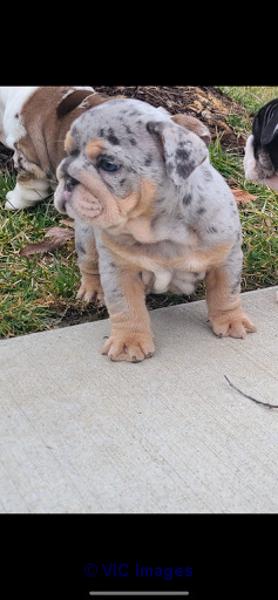 English Bulldog For Sale (757)346-9361