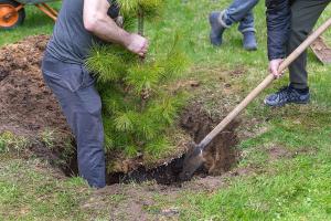VRL Tree Services