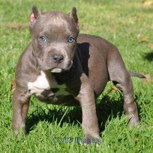 pitbull puppies for adoption