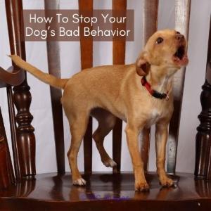 Does Your Dog Bark Uncontrollably? Heres The Solution