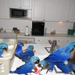 Available veterinary checked Hyacinth macaws for sale/adoption