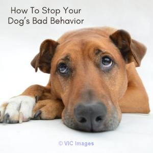 Is Your Dogs Bad Behavior Stressing You Out? Then Read This