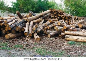 Buy WOOD PRODUCTS, Charcoal, Dry-Firewood, Fine Quality Pine logs