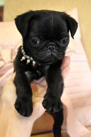 Beautiful Pug Puppies for sale