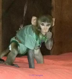 LOVELY BABY MONKEY RHESUS MACAQUE FOR ADOPTION