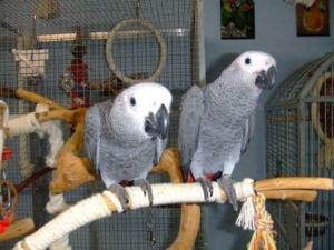 Amazing male and female African grey parrots for adoption