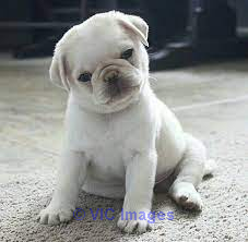 Pug Puppies for sale