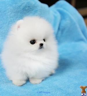 Pomeranian puppies available for free adoption