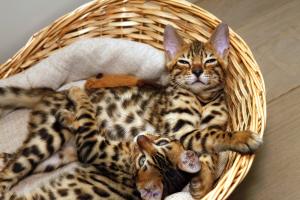 Bengal Kittens, Serval Cat, Savannah Cat for sale