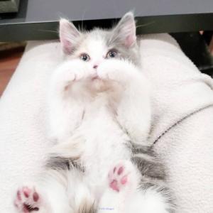 orphan kitten 8 weeks old for adoption