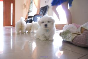 KC Purebred Maltese Puppies for Re-Homing