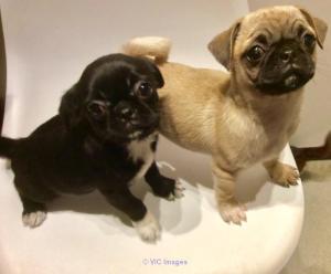 Pug puppy for sale, Pugs for sale near me