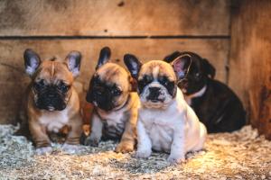 French BullDog Puppies for sale, Pug Puppy for sale