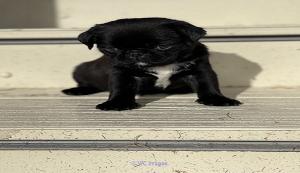 Pug puppies for sale, Cheap Pugs available for Adoption