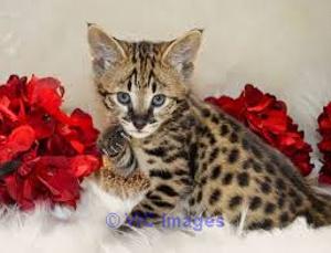 Serval Kittens for sale, Bengal Kittens for sale, Savannah Kittens for