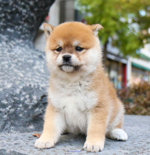 Male and female Shiba inu puppies available for adoption