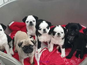 WELL TRAINED FRENCH BULLDOGS AND PUG PUPPIES FOR SALE
