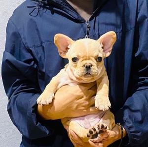 Male and female pugs and French Bulldogs for sale