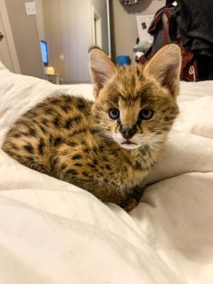 Well Trained Male and Female Exotic Cats for sale