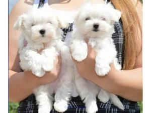 Ice White Maltese Puppies