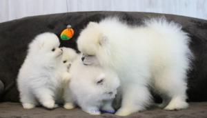 Purebred Pomeranian Puppies Available