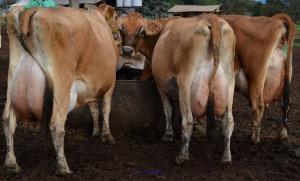 Guernsey, Brown Swiss and Jersey A2A2 Genetics cattle for sale.