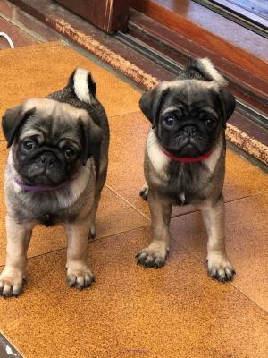 Beautiful Potty Trained Male and Female Pug Puppies for sale Near Me