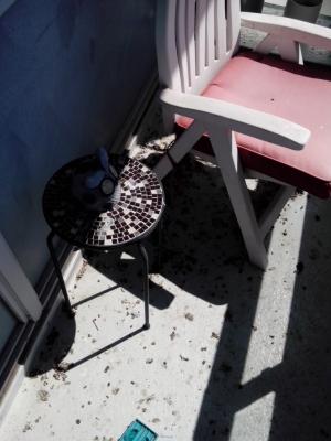 Get Rid of Pigeon Droppings and Cobwebs on your Balcony Today