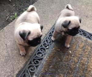 Potty TraineBeautiful Pug Puppies for sale, Pug Puppy for sale near me