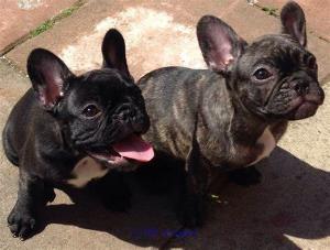 Potty Trained French Bulldogs For Sale