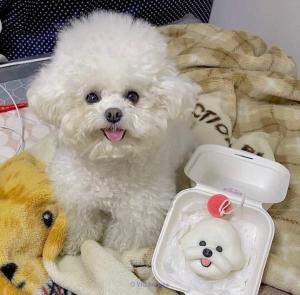 Adorable bichon puppies for new homes
