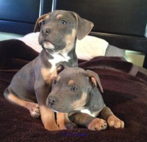 Pitbull Puppies For Sale, Pitbull Puppies sale near me, Pitbull Puppie