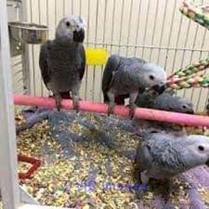 AFRICAN GREYS AVAILABLE FOR REHOMING