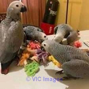 AMAZING AFRICAN GREYS FOR ADOPTION